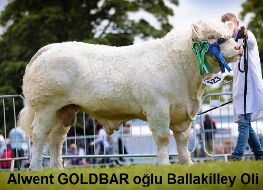 İthal Charolais Sperması