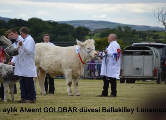 İthal Charolais Sperması