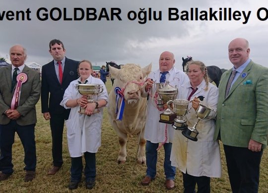 İthal Charolais Sperması