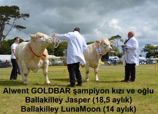 İthal Charolais Sperması