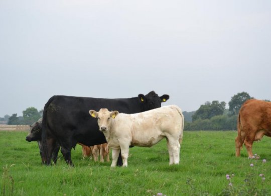 İthal Charolais Sperması