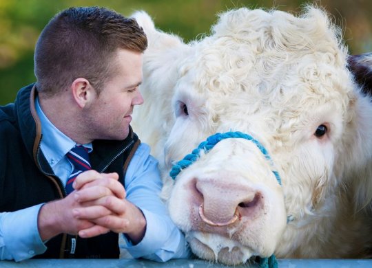 İthal Charolais Sperması