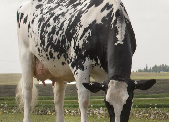 İthal Holstein Sperması