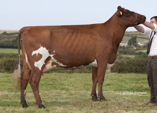 İthal Ayrshire Sperması