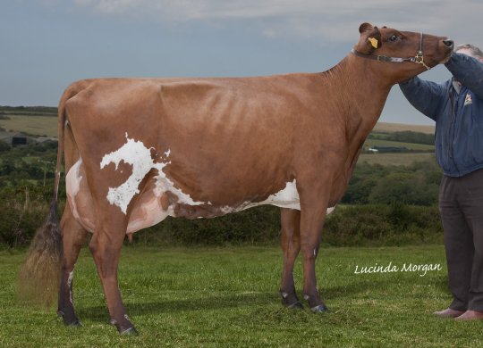 İthal Ayrshire Sperması