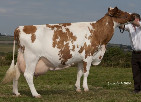 İthal Ayrshire Sperması