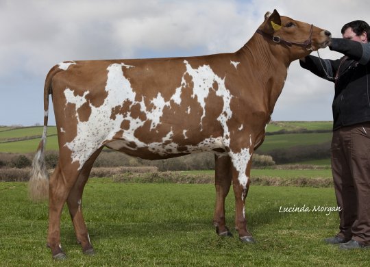 İthal Ayrshire Sperması