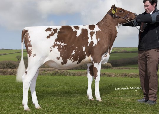İthal Ayrshire Sperması