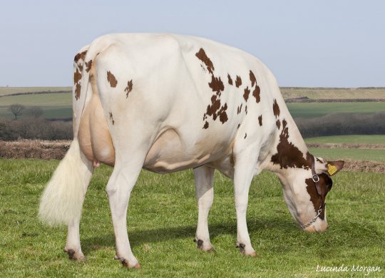 İthal Ayrshire Sperması