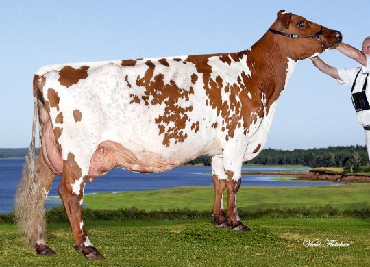 İthal Ayrshire Sperması