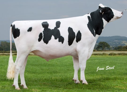 İthal Holstein Sperması