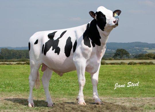 İthal Holstein Sperması