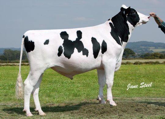 İthal Holstein Sperması