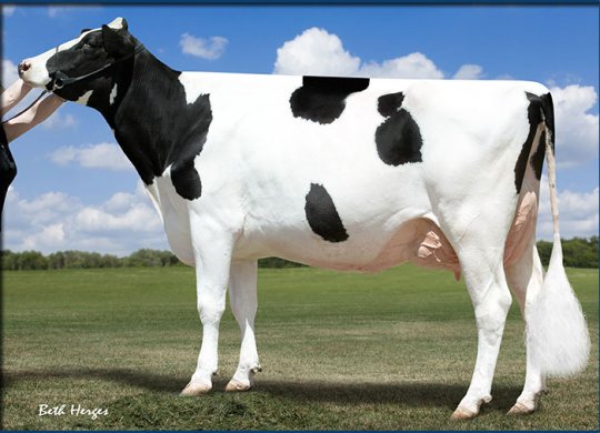 İthal Holstein Sperması