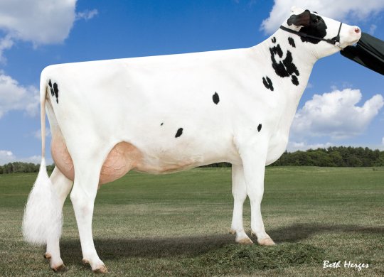 İthal Holstein Sperması