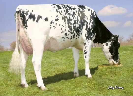 İthal Holstein Sperması