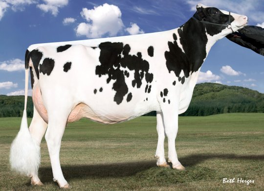 İthal Holstein Sperması