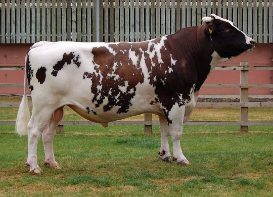 İthal Ayrshire Sperması