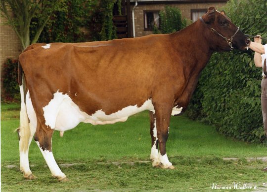 İthal Ayrshire Sperması