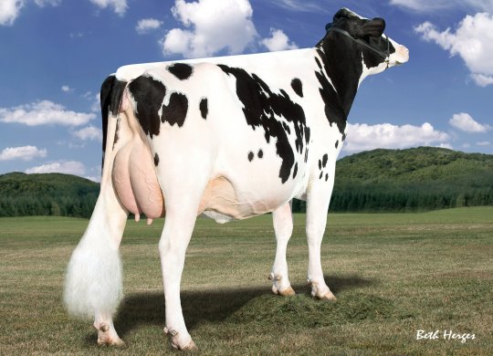 İthal Holstein Sperması
