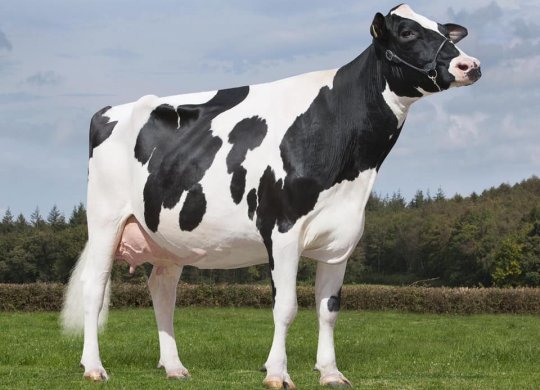 İthal Holstein Sperması