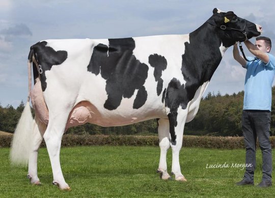 İthal Holstein Sperması