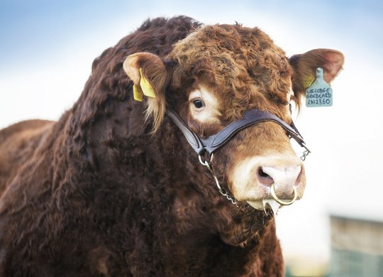 İthal Limousin Sperması
