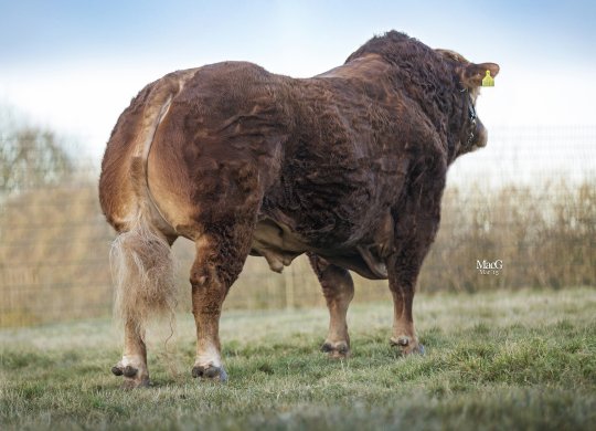 İthal Limousin Sperması