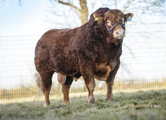 İthal Limousin Sperması