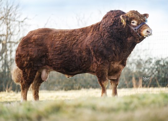 İthal Limousin Sperması