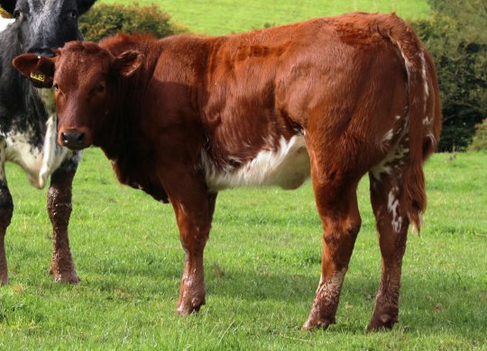 İthal Limousin Sperması