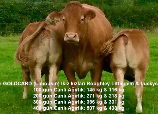 İthal Limousin Sperması