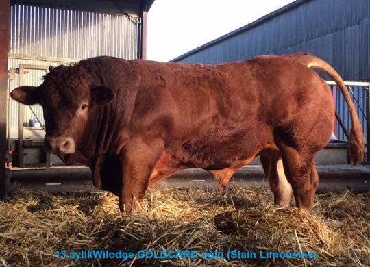 İthal Limousin Sperması
