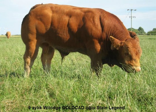 İthal Limousin Sperması