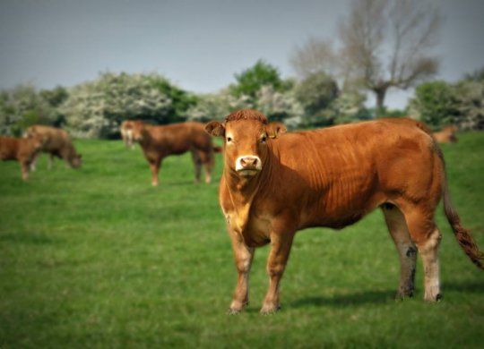 İthal Limousin Sperması