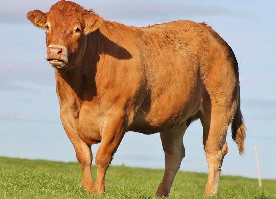 İthal Limousin Sperması