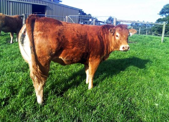 İthal Limousin Sperması