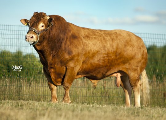 İthal Limousin Sperması