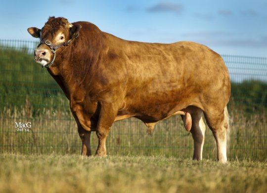 İthal Limousin Sperması
