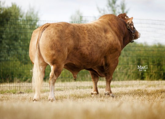 İthal Limousin Sperması