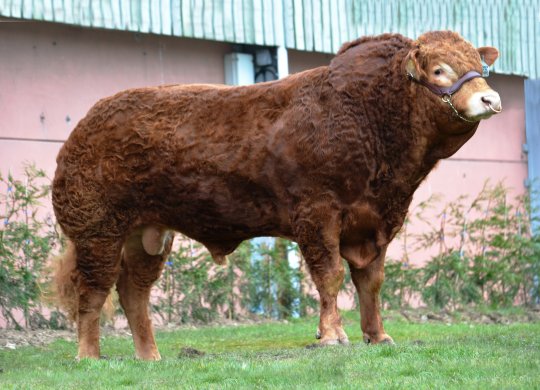 İthal Limousin Sperması