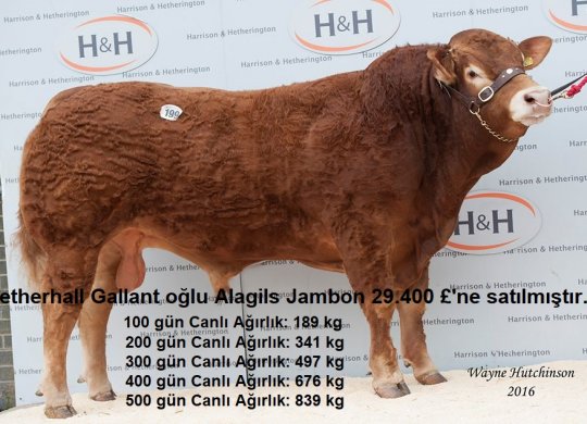 İthal Limousin Sperması