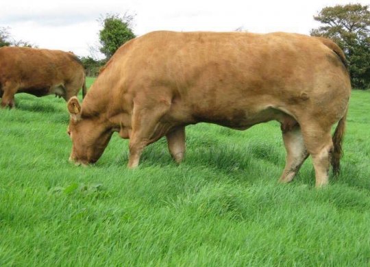 İthal Limousin Sperması