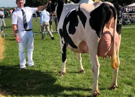 İthal Holstein Sperması