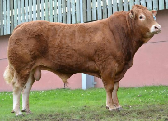 İthal Limousin Sperması
