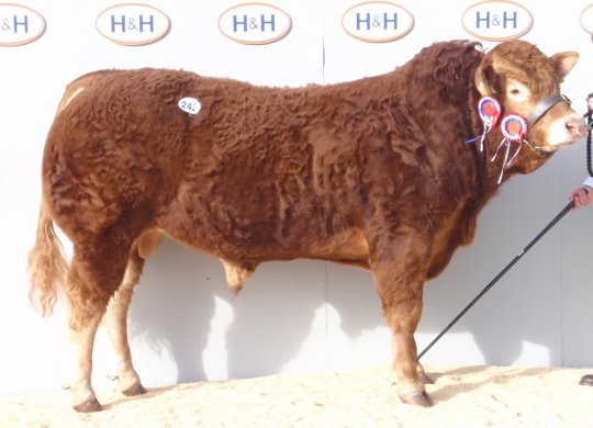İthal Limousin Sperması