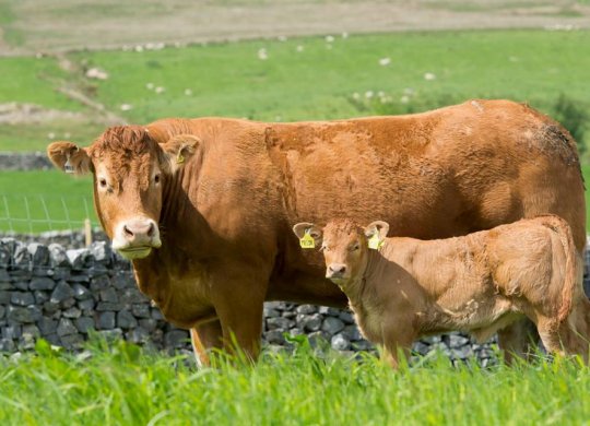 İthal Limousin Sperması