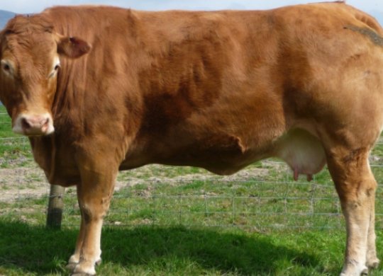 İthal Limousin Sperması