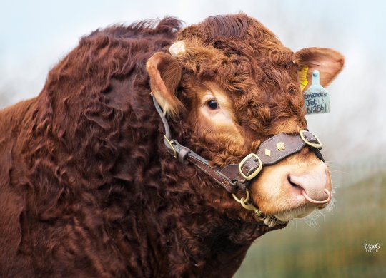 İthal Limousin Sperması