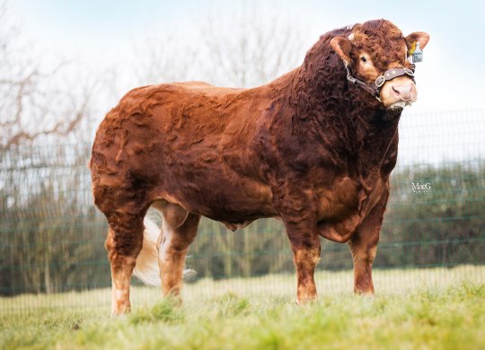 İthal Limousin Sperması